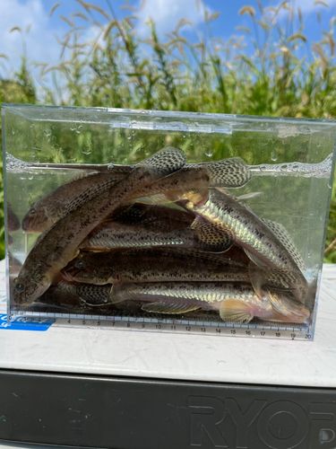 マハゼの釣果