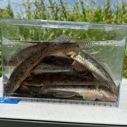 マハゼ