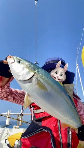 ワラサの釣果