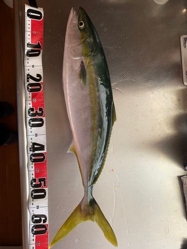 ワラサの釣果