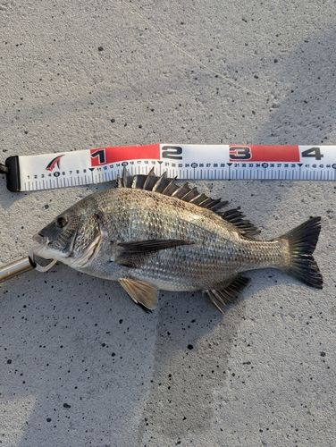 チヌの釣果