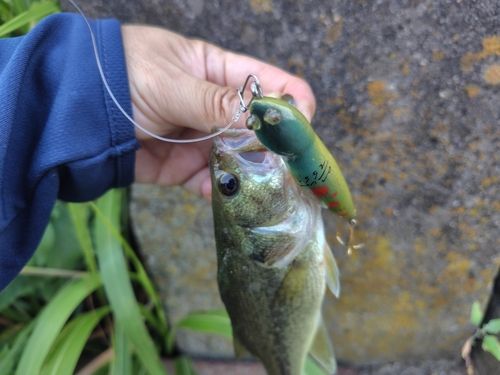 ラージマウスバスの釣果