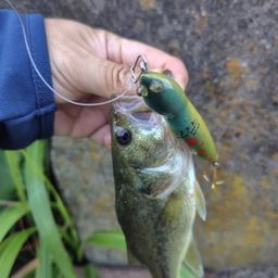 ラージマウスバス