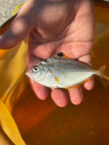 ヒイラギの釣果