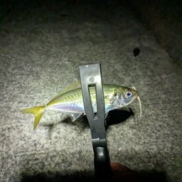 アジ