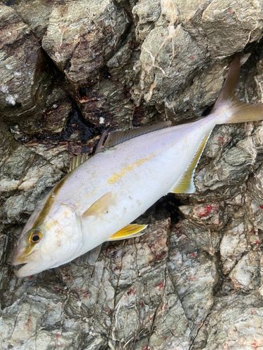 ネリゴの釣果