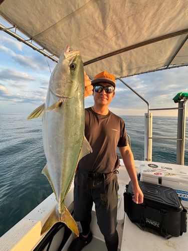 ブリの釣果