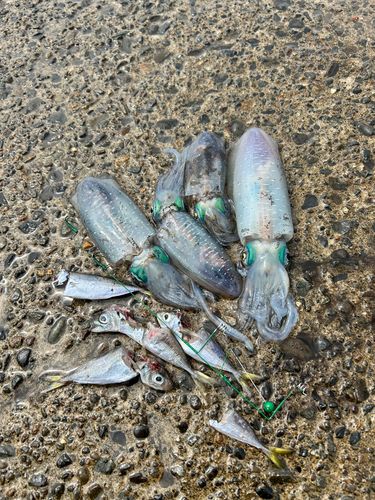アオリイカの釣果