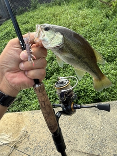 ラージマウスバスの釣果