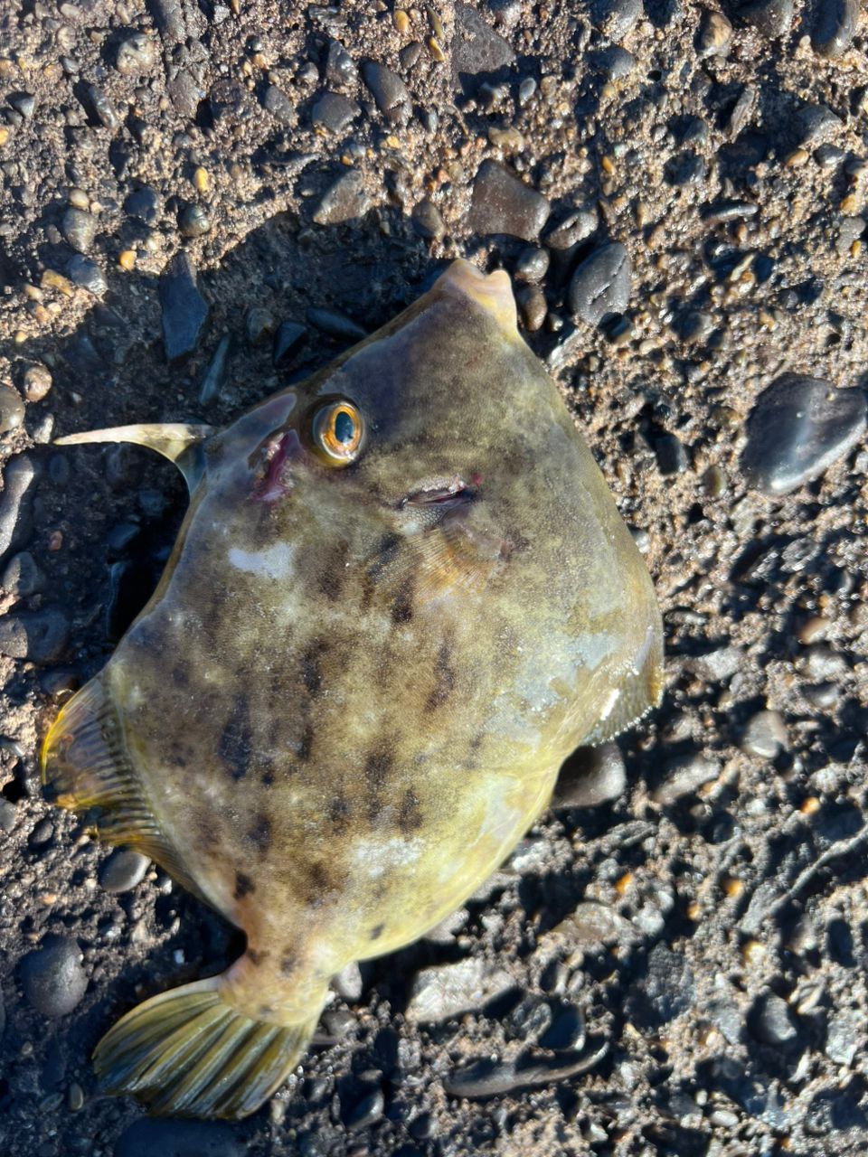 メバル