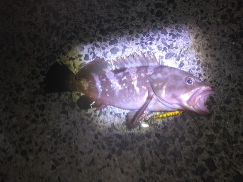 キジハタの釣果