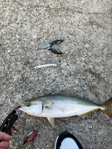 ツバスの釣果