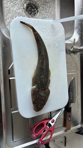 マゴチの釣果
