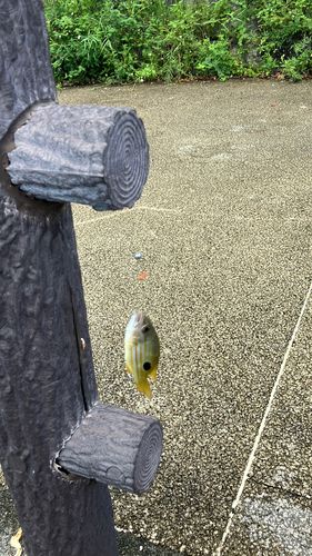 ヤマトビーの釣果