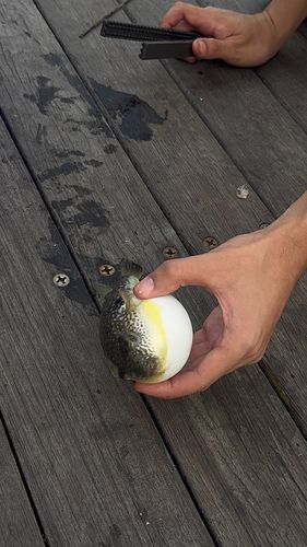 クサフグの釣果