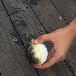 クサフグ