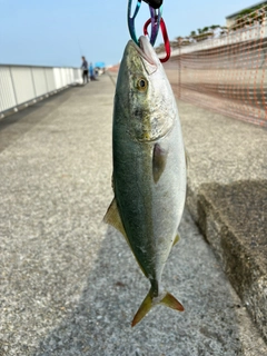 ツバスの釣果