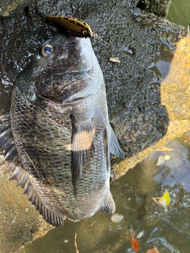 チヌの釣果