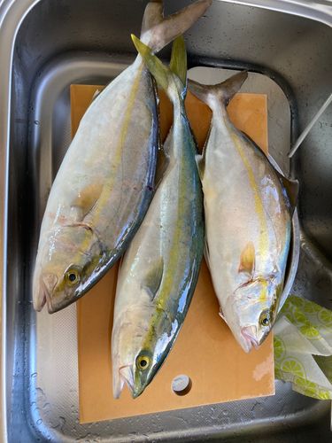 ショゴの釣果