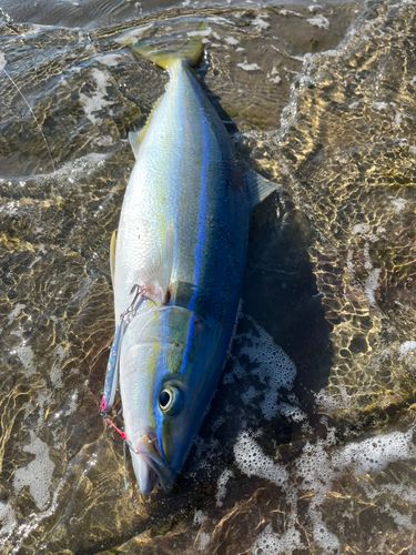 ツムブリの釣果