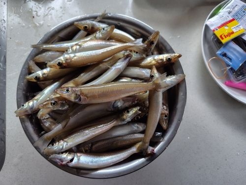 キスの釣果
