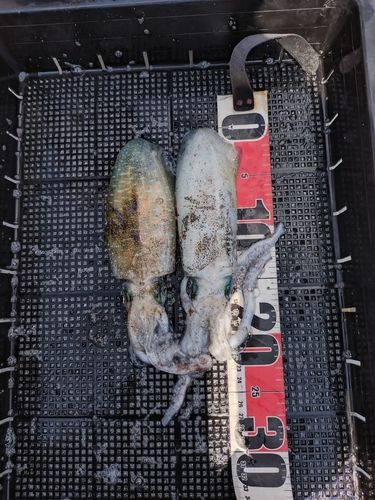 アオリイカの釣果