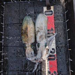 アオリイカ