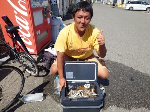 シロギスの釣果