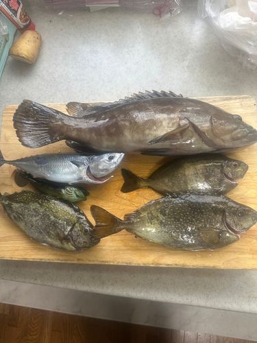 クエの釣果