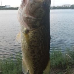 ラージマウスバス