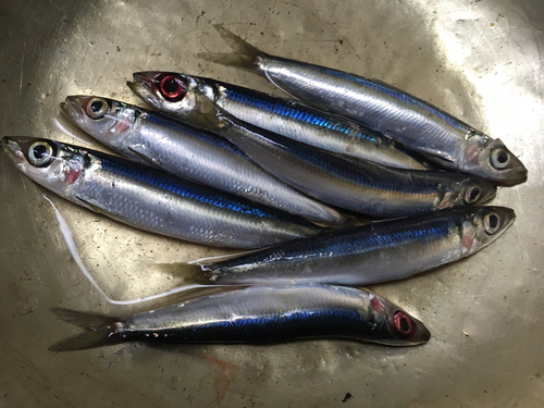 ウルメイワシの釣果