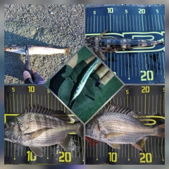 釣果
