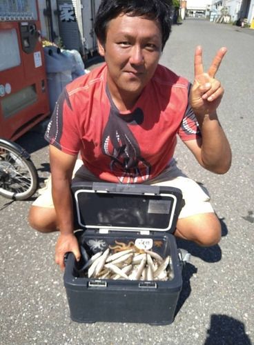 シロギスの釣果