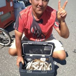 シロギス