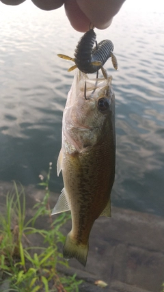 ラージマウスバスの釣果