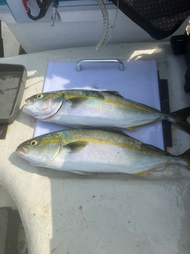ワカシの釣果