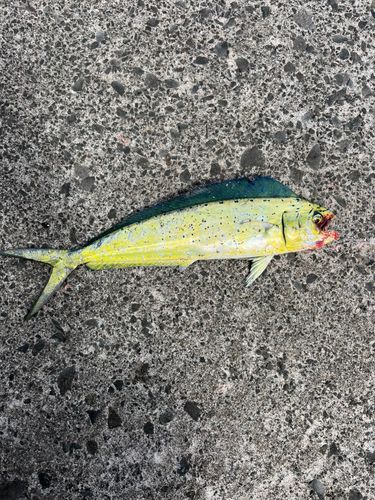 青森湾
