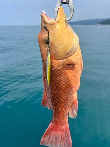 釣果