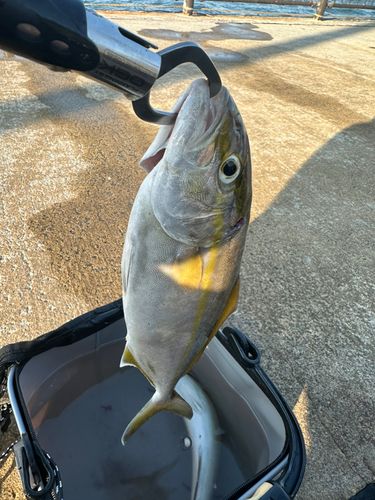 表浜名湖