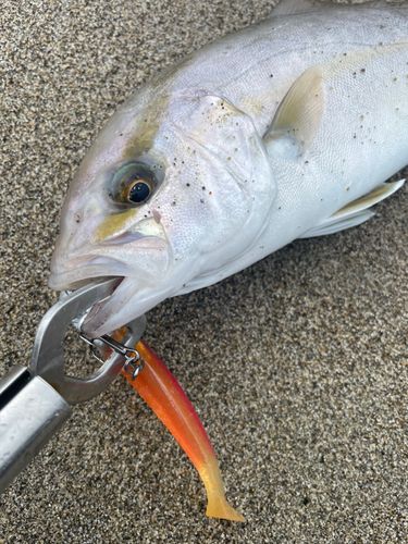 ショゴの釣果