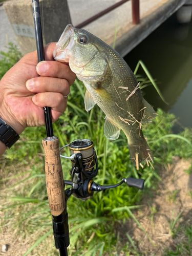 ラージマウスバスの釣果