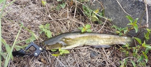 ナマズの釣果