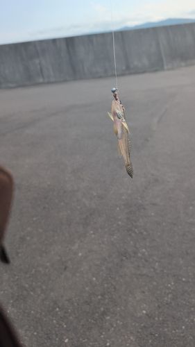 マハゼの釣果