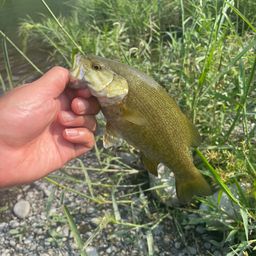 スモールマウスバス