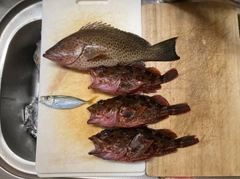 カサゴの釣果