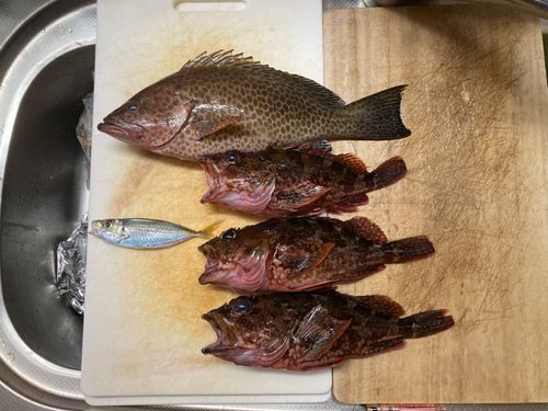 カサゴの釣果