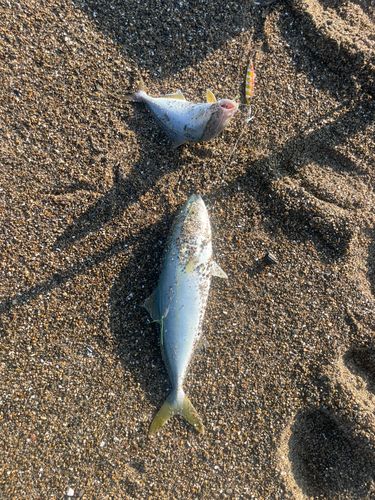 ワカシの釣果