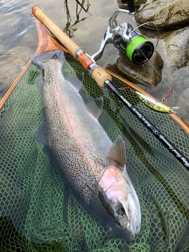 ニジマスの釣果