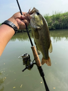 ラージマウスバスの釣果