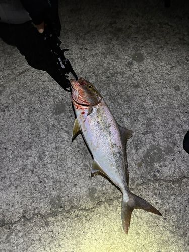 カンパチの釣果